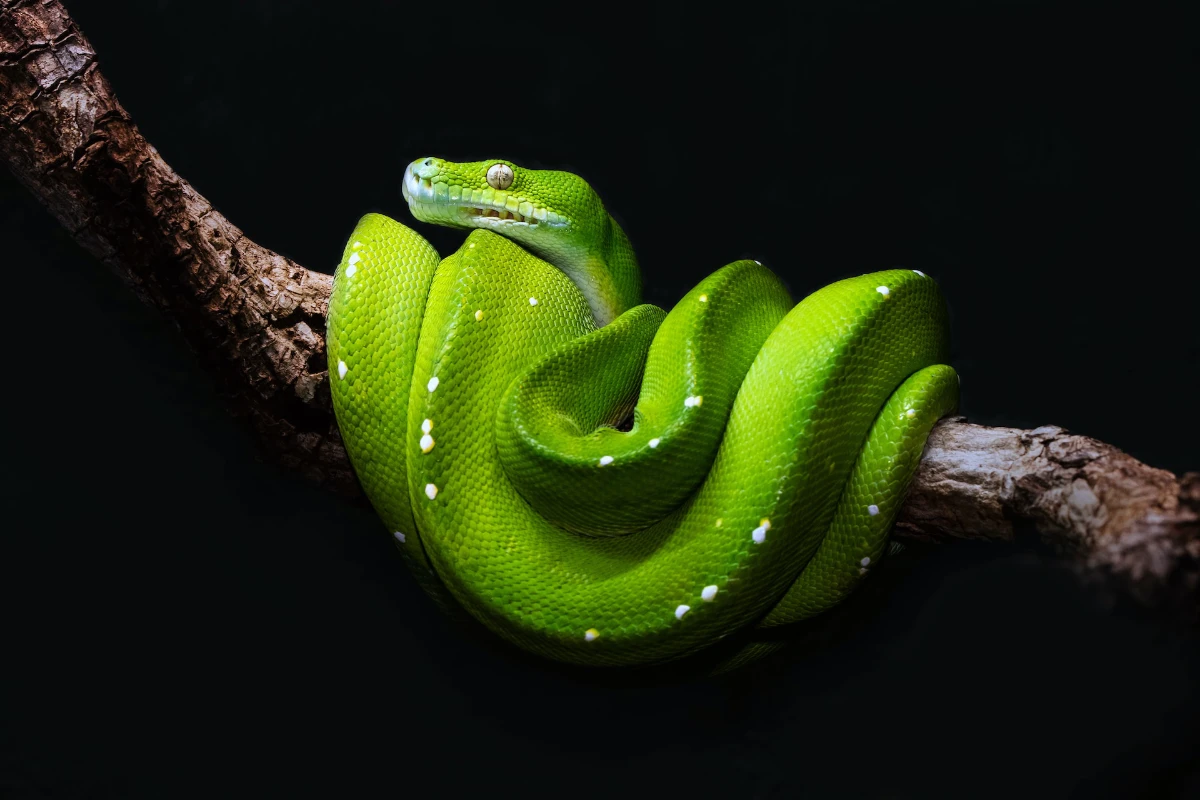 pytho